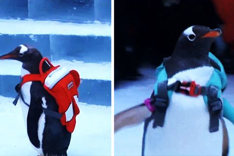 Lebendige "Attraktion": Tierquälerei als Marketingstrategie: Chinesisches Festival bestückt Pinguine mit Rucksäcken