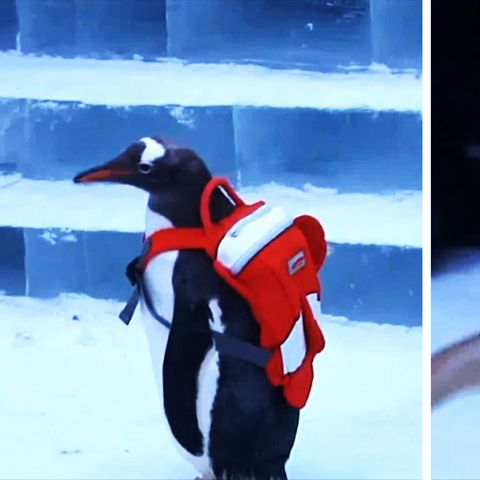 Lebendige "Attraktion": Tierquälerei als Marketingstrategie: Chinesisches Festival bestückt Pinguine mit Rucksäcken