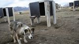 In Longyearbyen an der Leine: ein Schlittenhund