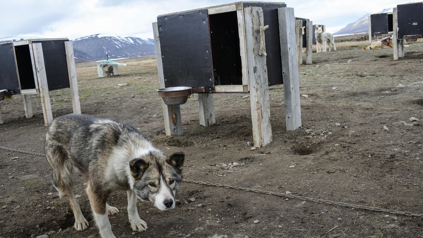 In Longyearbyen an der Leine: ein Schlittenhund