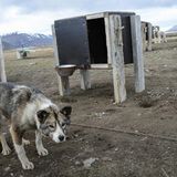 In Longyearbyen an der Leine: ein Schlittenhund