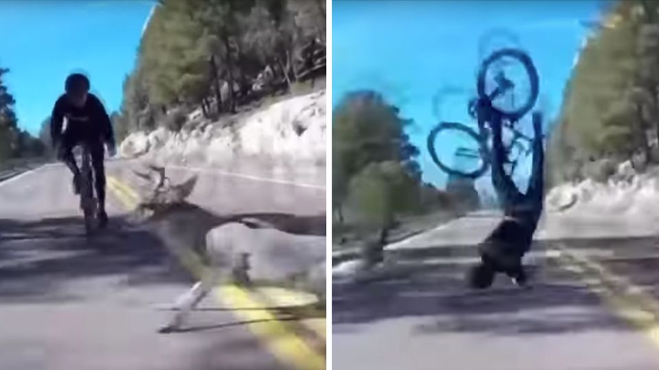 Rennradfahrer Hirsch Kollision Links ist zu sehen, wie ein Hirsch einem Rennradfahrer vors Rad läuft, rechts fliegt der Fahrradfahrer durch die Luft