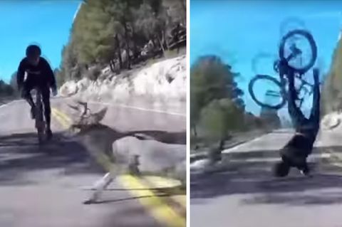 Links ist zu sehen, wie ein Hirsch einem Rennradfahrer vors Rad läuft, rechts fliegt der Fahrradfahrer durch die Luft