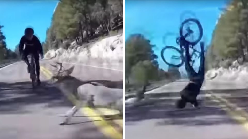 Links ist zu sehen, wie ein Hirsch einem Rennradfahrer vors Rad läuft, rechts fliegt der Fahrradfahrer durch die Luft