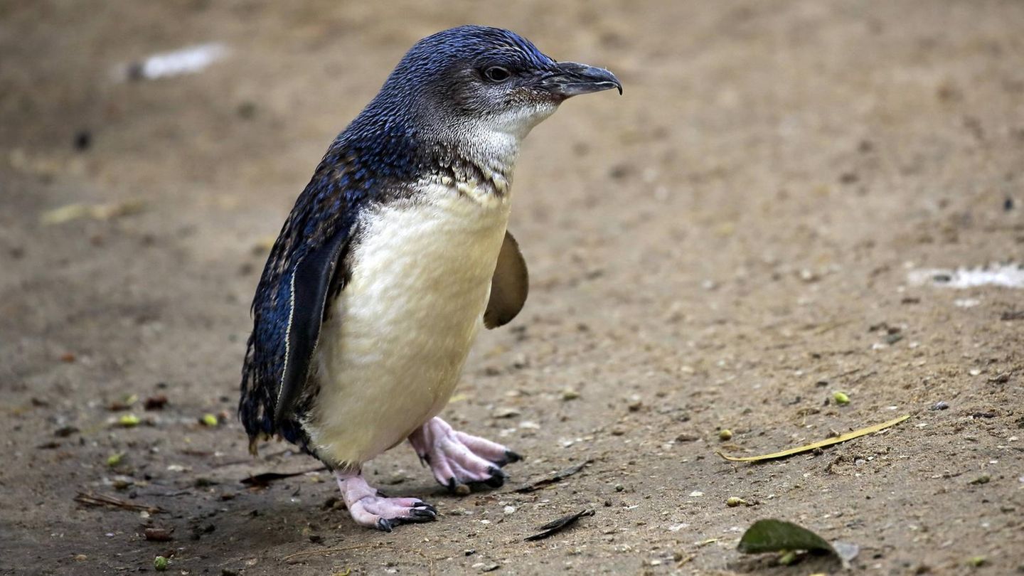 Ein Zwergpinguin auf der Känguru-Insel vor der Küste Australiens