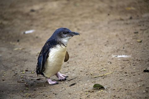 Ein Zwergpinguin auf der Känguru-Insel vor der Küste Australiens