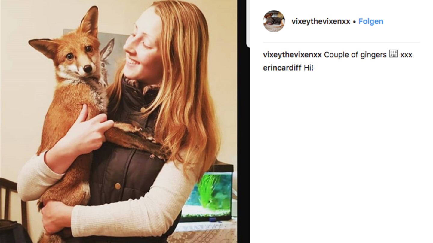 Die 19-jährige Gemma Holdway mit ihrer kleinen Füchsin Vixey
