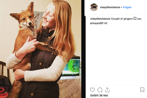 Die 19-jährige Gemma Holdway mit ihrer kleinen Füchsin Vixey