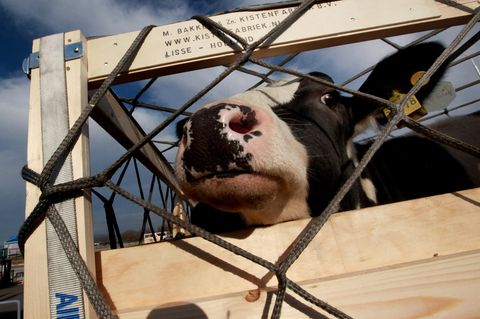Tiertransporte in Länder, die Tausende Kilometer entfernt liegen, will das Veterinäramt des Landshuter Landratsamtes in Zukunft verweigern (Archivbild)