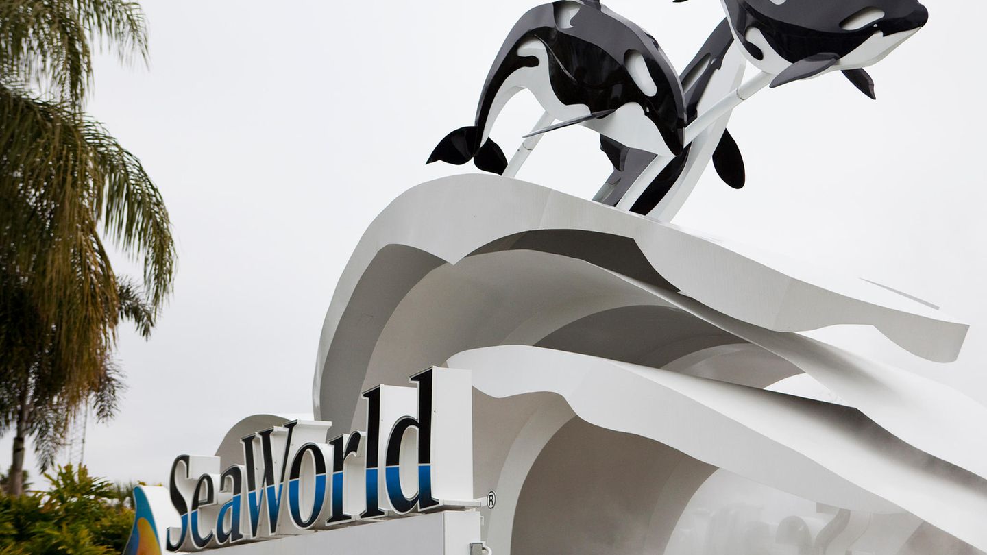 Seaworld: Schwertwal Kayla stirbt im Alter von 30 Jahren