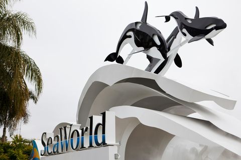 Seaworld: Schwertwal Kayla stirbt im Alter von 30 Jahren