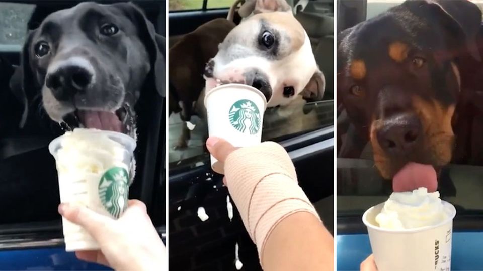 Tierischer Trend: Hunde bekommen bei Starbucks ihren eigenen Becher gefüllt mit einem leckeren Snack. Hunde bekommen bei Starbucks ihren eigenen Becher gefüllt mit einem leckeren Snack.