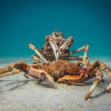 Japanische Riesenkrabben