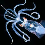 Scharfkraut-Tintenfisch