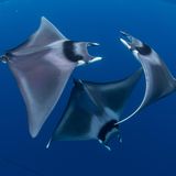 Japanischer Teufelsrochen