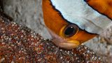 Clarks-Anemonenfisch reichert seine Eier mit Sauerstoff an
