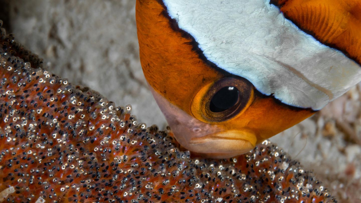 Clarks-Anemonenfisch reichert seine Eier mit Sauerstoff an