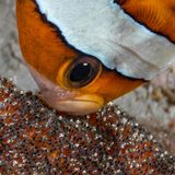 Clarks-Anemonenfisch reichert seine Eier mit Sauerstoff an