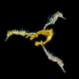 Dickbauchseepferdchen