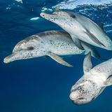 (Stenella frontalis)