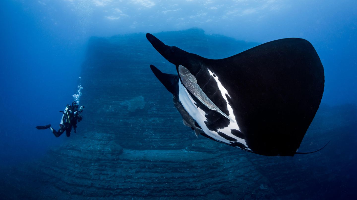 Riesenmanta