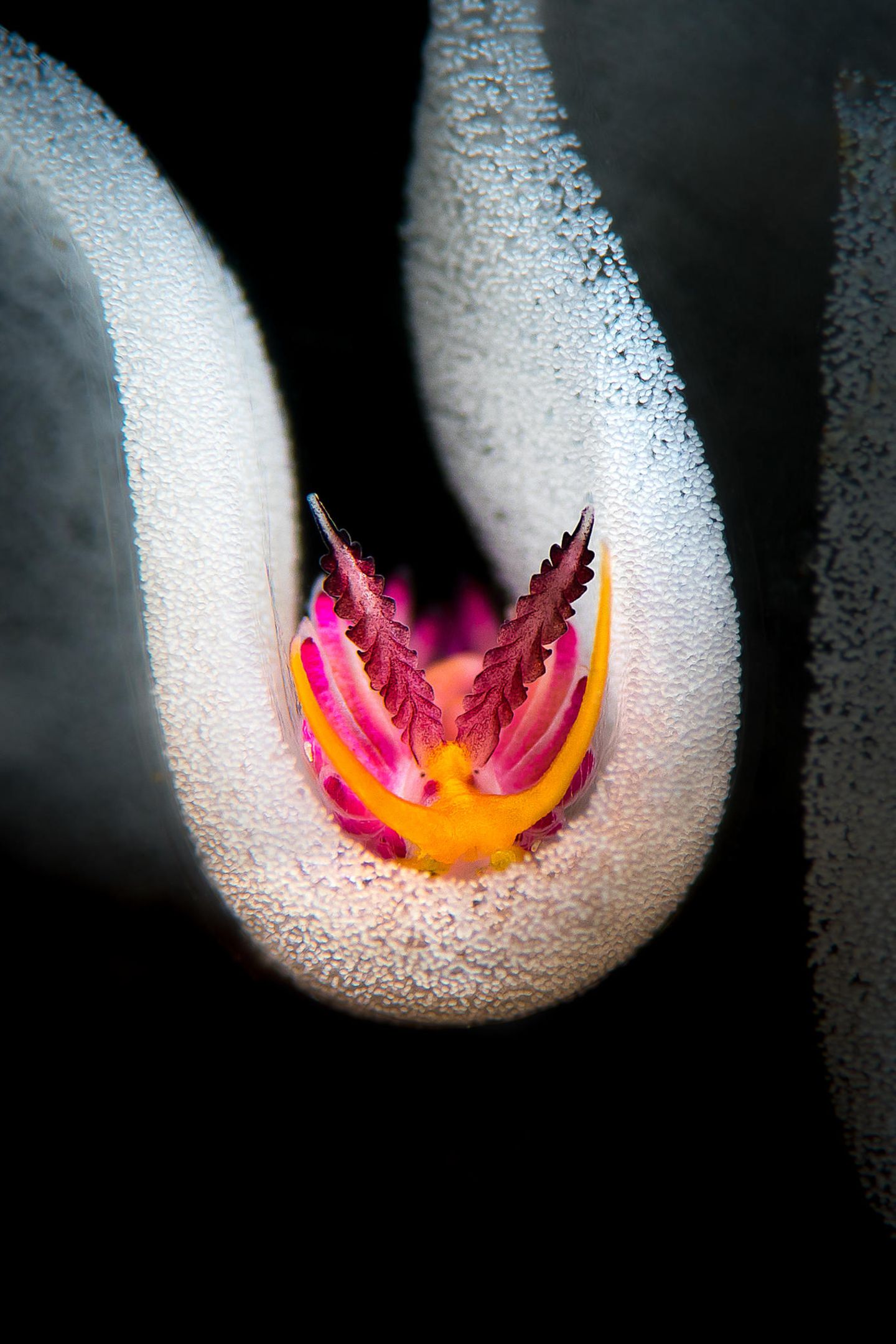 Nacktschnecken – 1. Platz Flavio Vailati  "In den Eiern" (Favorinus pacificus)  Fotografiert in Anilao, Philippinen