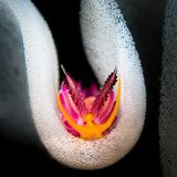 Nacktschnecken – 1. Platz Flavio Vailati  "In den Eiern" (Favorinus pacificus)  Fotografiert in Anilao, Philippinen