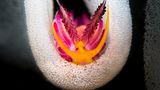 Nacktschnecken – 1. Platz Flavio Vailati  "In den Eiern" (Favorinus pacificus)  Fotografiert in Anilao, Philippinen