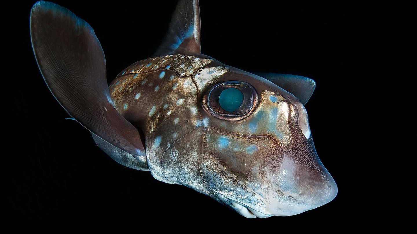 Ocean Art Photo Competition 2018 Ich wünscht', ich wär' unter dem Meer