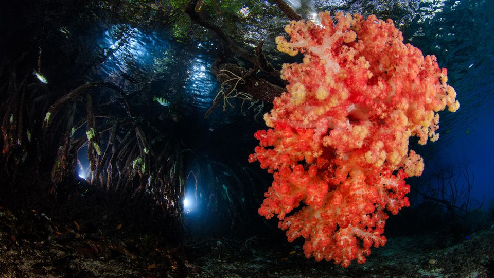 Ocean Art Photo Competition 2018 Ich wünscht', ich wär' unter dem Meer