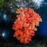 Weichkoralle auf Mangrove