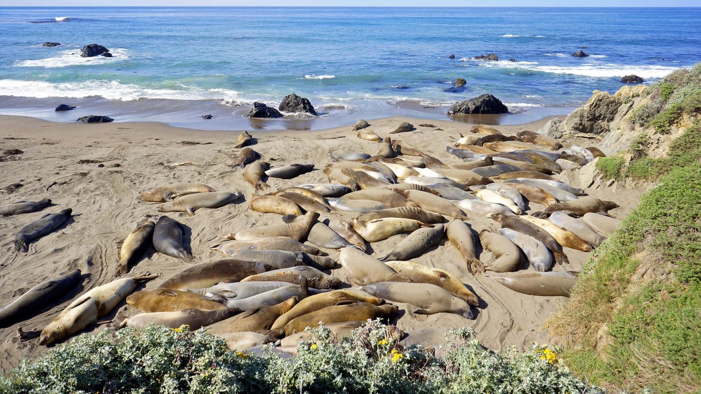 Eine Gruppe Seeelefanten am Strand von Kalifornien