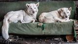 Die Hunde gehören Elenas Cousine Natalja, sie haben das alte Sofa in Besitz genommen, das eigentlich verfeuert werden sollte. Jede Familie hat abgerichtete Hunde – für die Jagd.