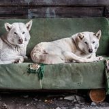 Die Hunde gehören Elenas Cousine Natalja, sie haben das alte Sofa in Besitz genommen, das eigentlich verfeuert werden sollte. Jede Familie hat abgerichtete Hunde – für die Jagd.