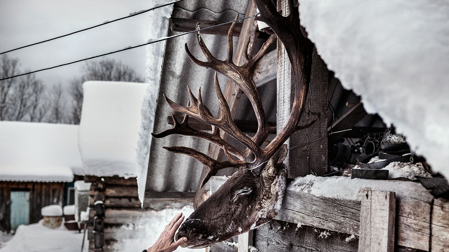 Der Rentierschädel muss so hoch hängen, damit die Hunde nicht herankommen. Das Geweih soll später abgenommen werden und das Innere einer Hütte schmücken.