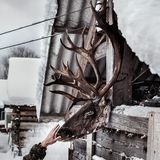 Der Rentierschädel muss so hoch hängen, damit die Hunde nicht herankommen. Das Geweih soll später abgenommen werden und das Innere einer Hütte schmücken.