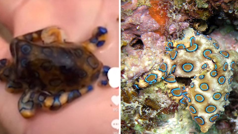 Tourist hält giftigen Oktopus in der Hand