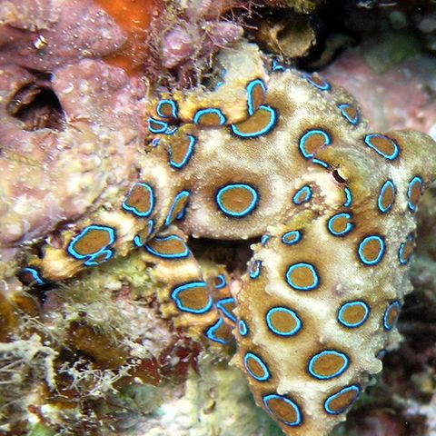 Tourist hält giftigen Oktopus in der Hand