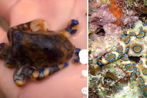 Tourist hält giftigen Oktopus in der Hand
