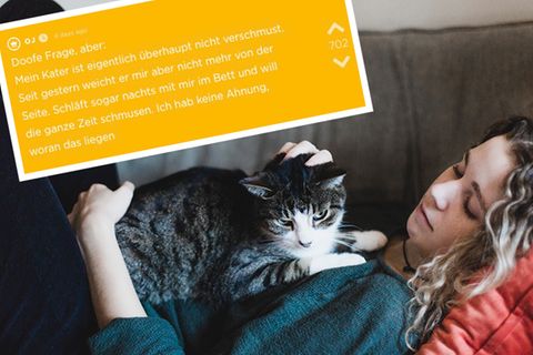 Eine Studentin sorgt sich auf Jodel um ihren Kater – und bekommt einen überraschenden Rat
