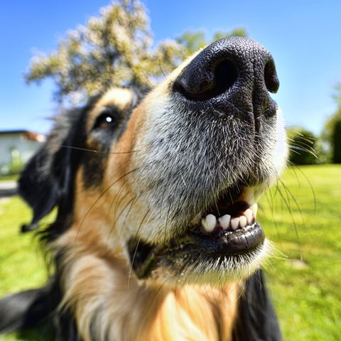 Immer mehr Hunde in den USA fressen versehentlich Cannabis