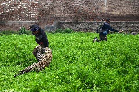 Indien: Wilder Leopard streift durch dicht besiedeltes Viertel – drei Männer verletzt