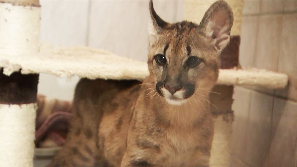 Arizona: Pumas von Wildhütern getötet – sie hatten menschliche Überreste gefressen
