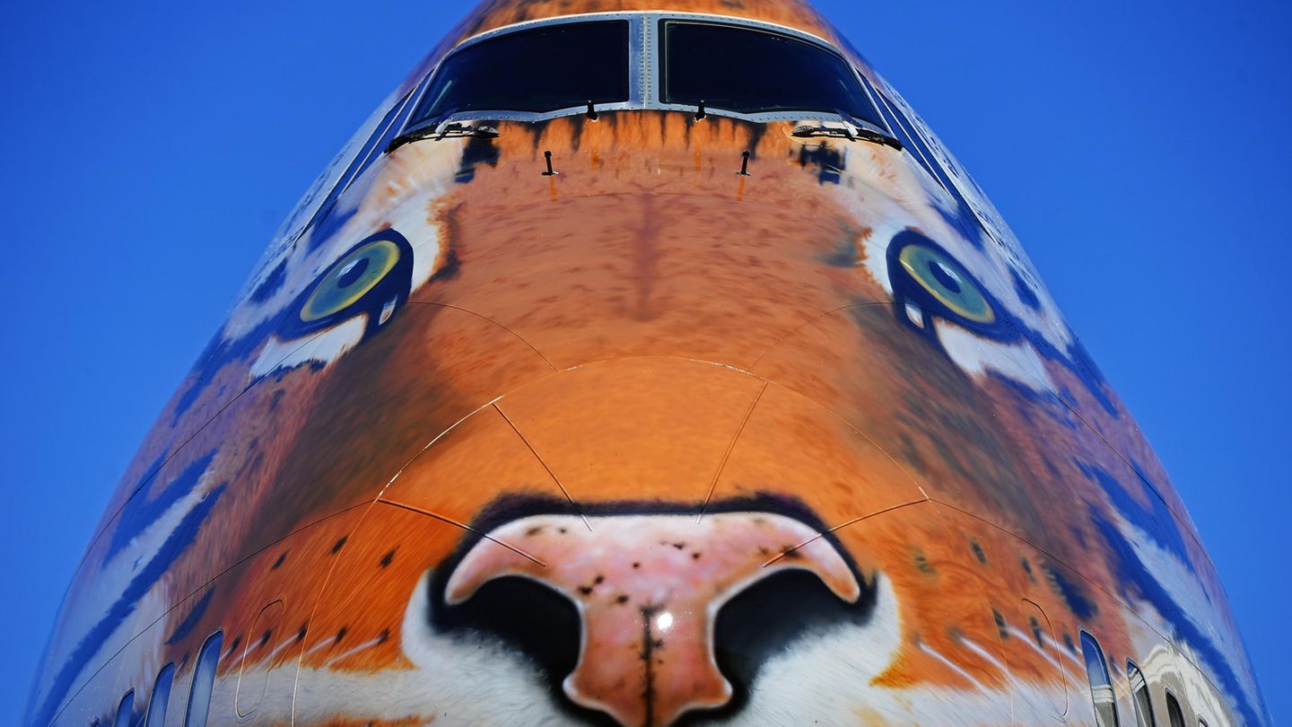 Frontpartie als Raubkatze: Die russische Fluggesellschaft Transaero verpasste einer ihrer Boeing 747 im Jahre 2015 eine Sonderbemalung, um auf den vom Aussterben bedrohten russischen Tiger aufmerksam zu machen. Die Airline ist inzwischen vom Markt verschwunden.