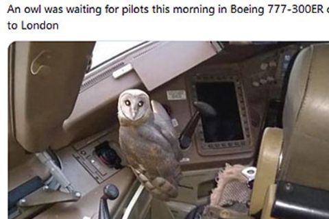 Eule im Cockpit eine Boeing 777 von Jet Airways