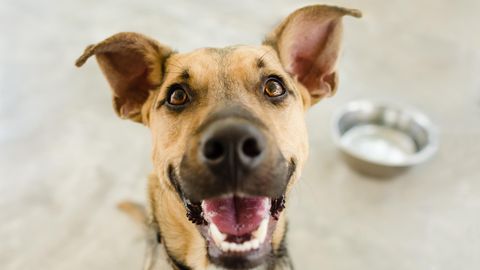 Rückruf von Hundefutter in den USA: Ein Hund sitzt vor einem leeren Fressnapf