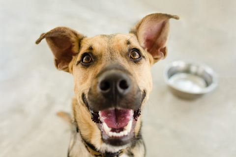 Rückruf von Hundefutter in den USA: Ein Hund sitzt vor einem leeren Fressnapf