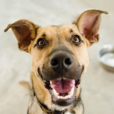 Rückruf von Hundefutter in den USA: Ein Hund sitzt vor einem leeren Fressnapf