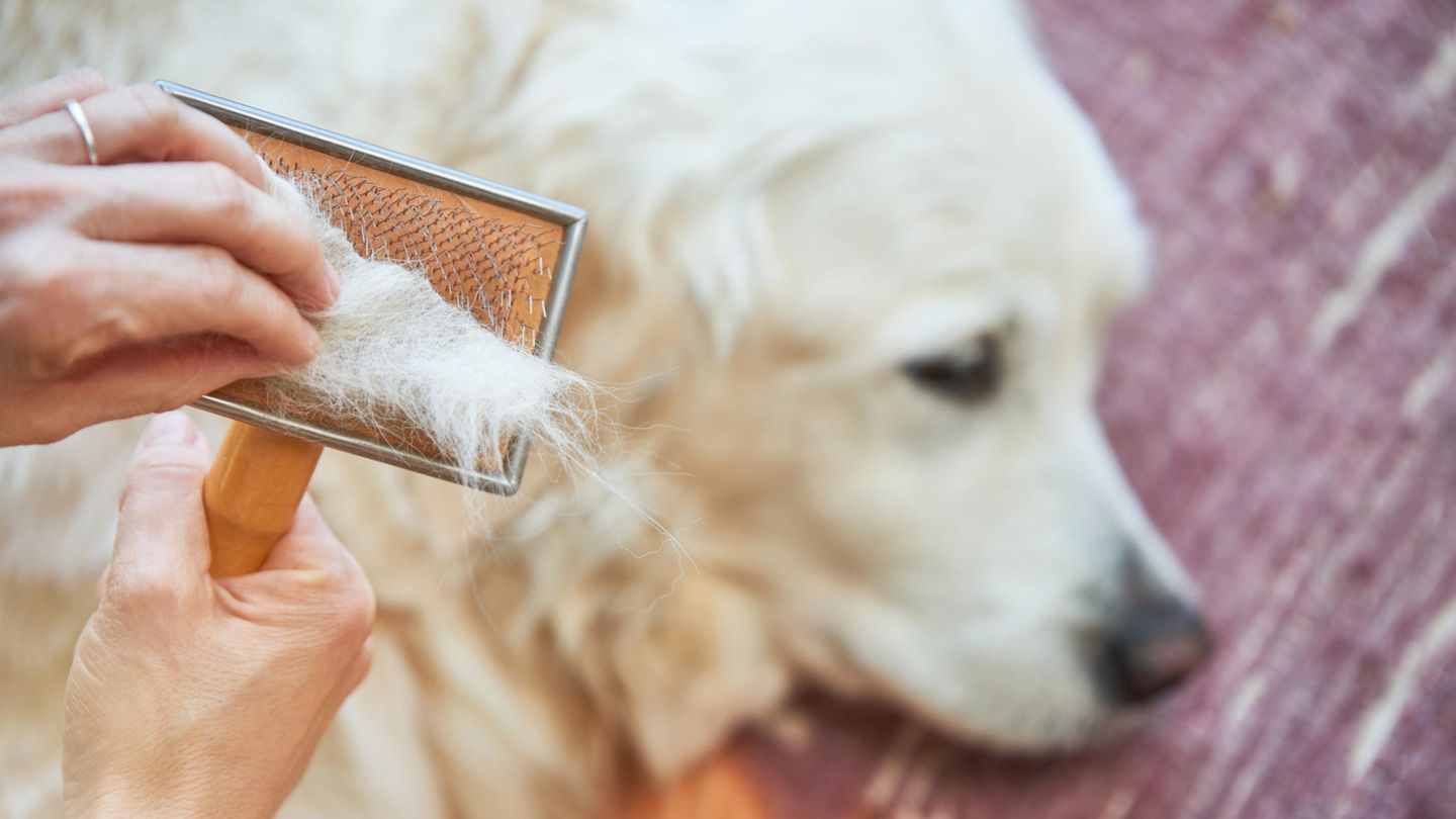 Wissenswertes rund um den Fellwechsel bei Hunden