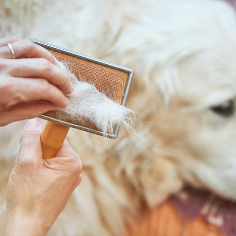 Wissenswertes rund um den Fellwechsel bei Hunden